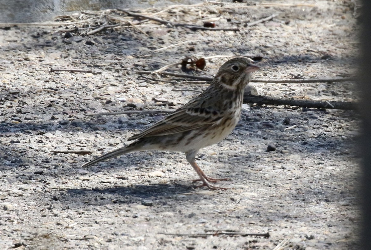 Vesper Sparrow - John Bruin
