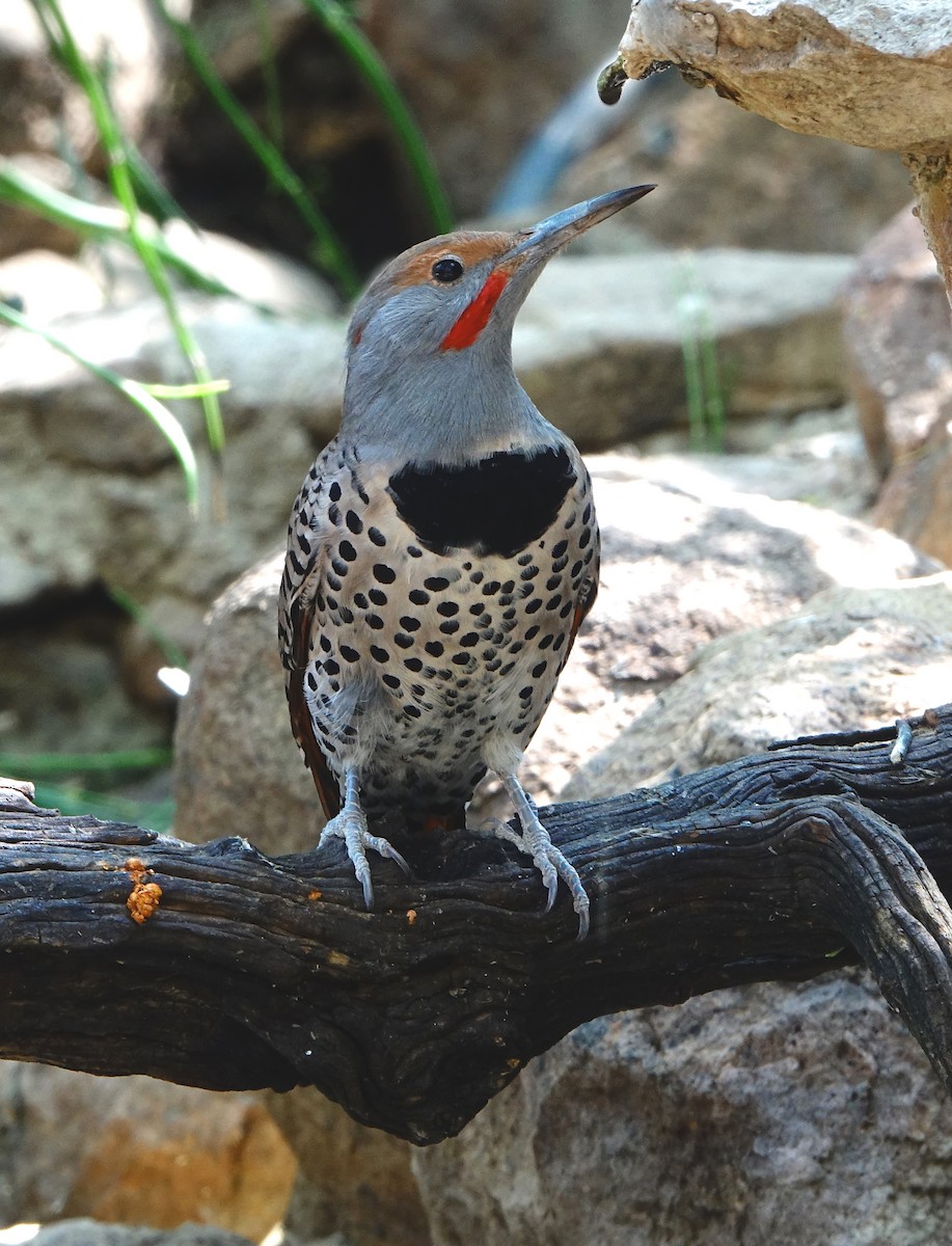 Northern Flicker (Red-shafted) - Carolyn Ohl, cc