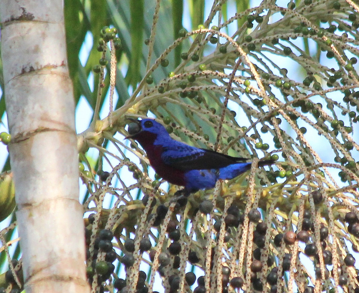 Purple-breasted Cotinga - Elby Anderson A Silva