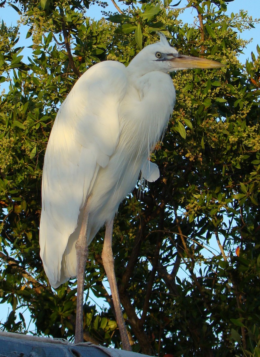 Great Blue Heron (Great White) - Anita Gould