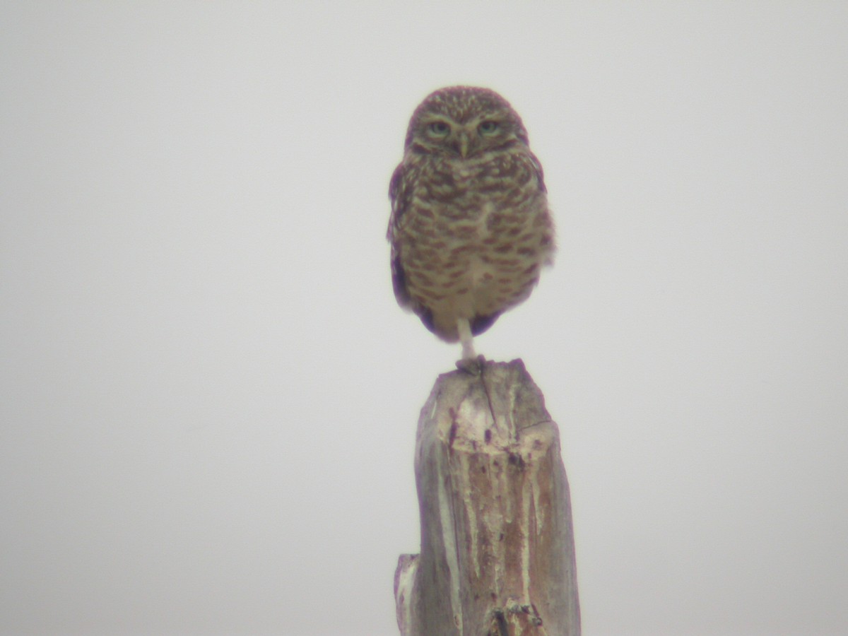 Burrowing Owl - ML269065231