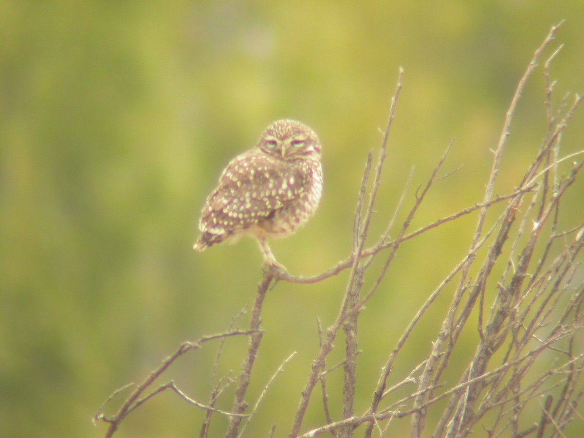 Burrowing Owl - ML269065251