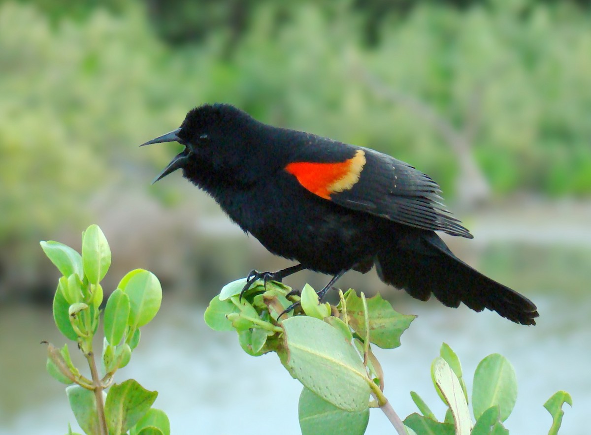 Red-winged Blackbird - Anita Gould