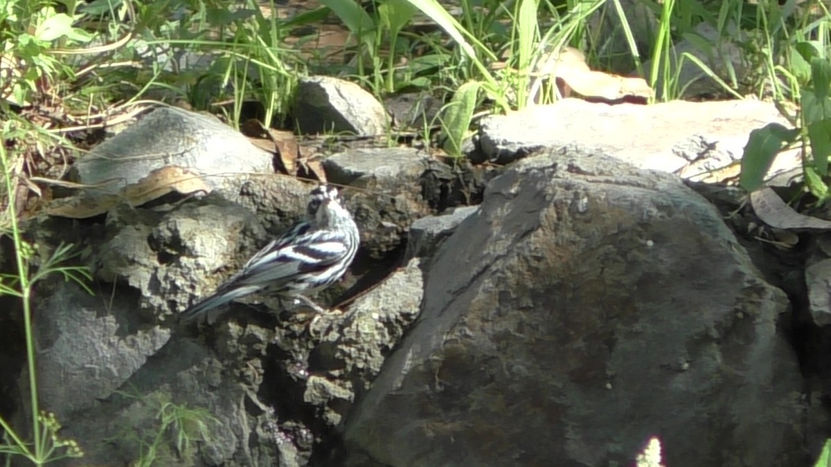 Black-and-white Warbler - ML269067421