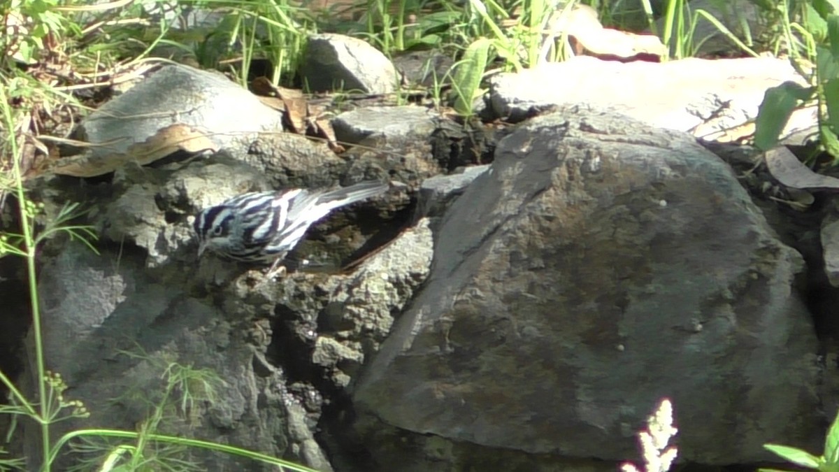 Black-and-white Warbler - ML269067461