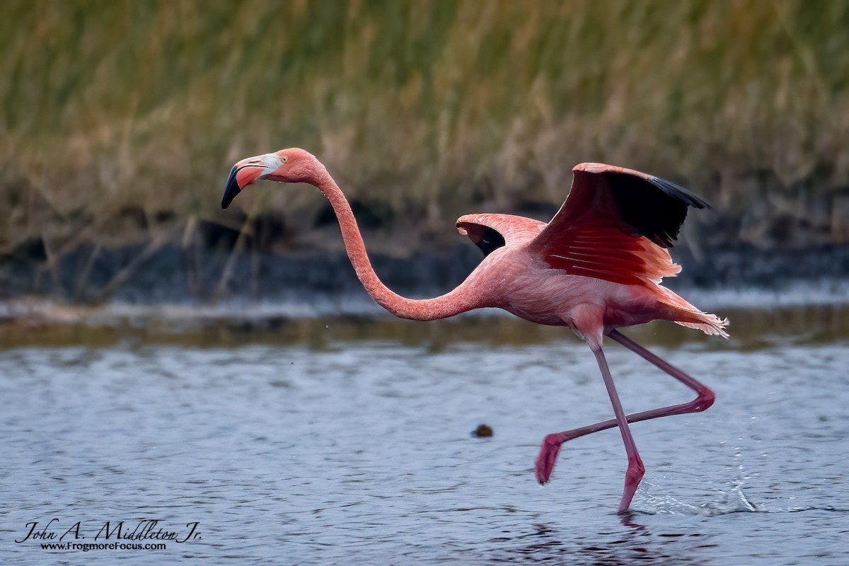 American Flamingo - John A. Middleton Jr.
