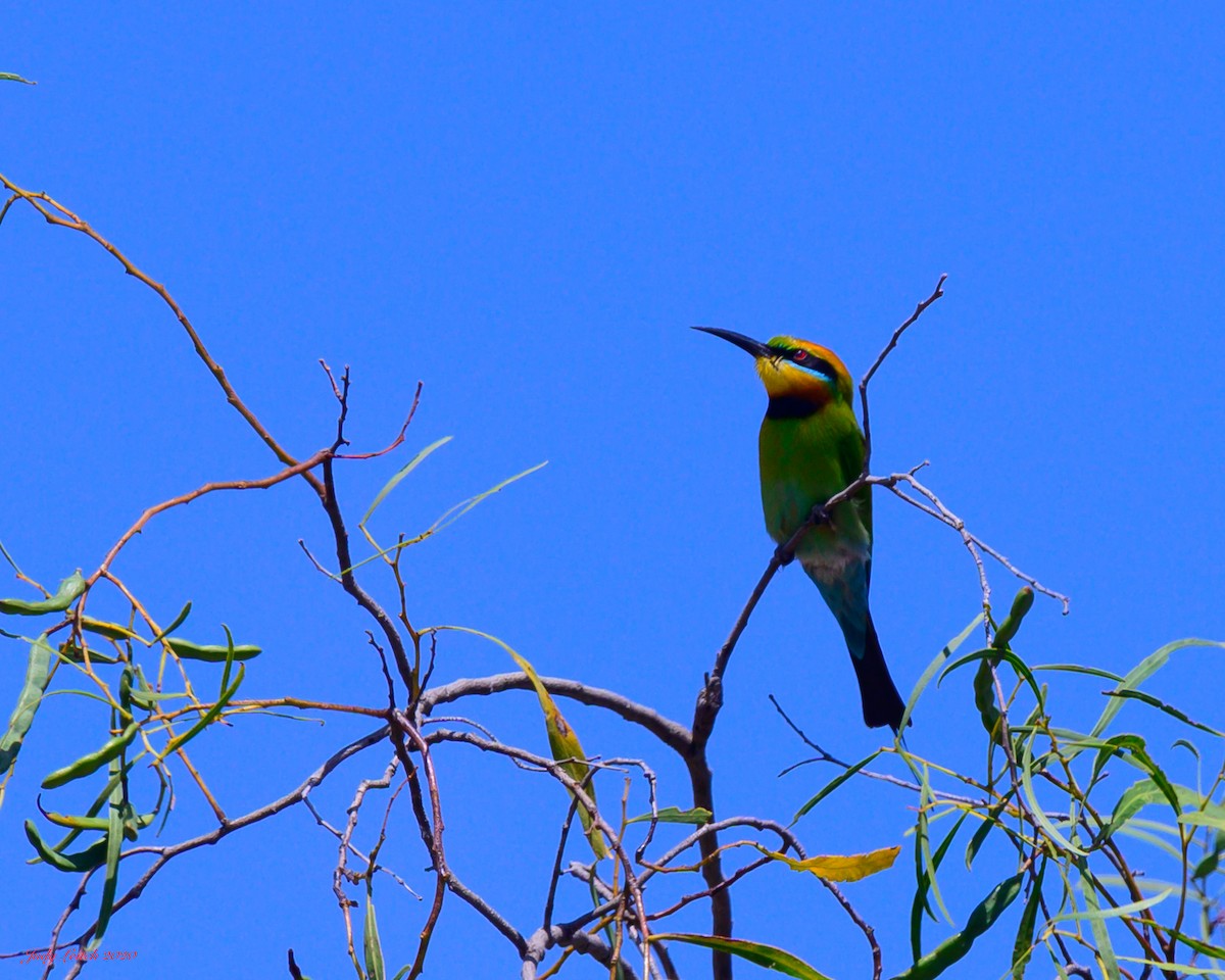 Rainbow Bee-eater - ML269071151