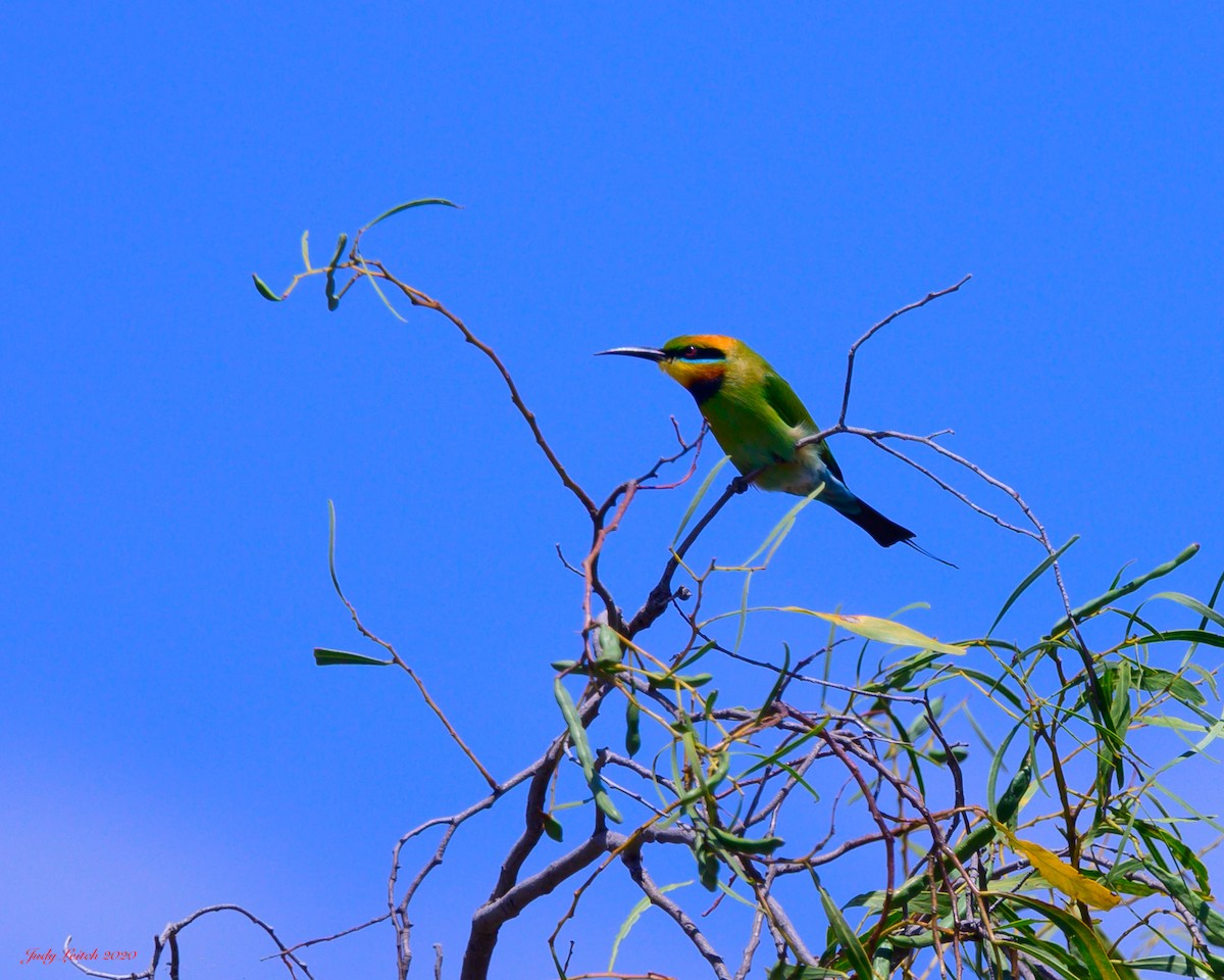 Rainbow Bee-eater - ML269071161