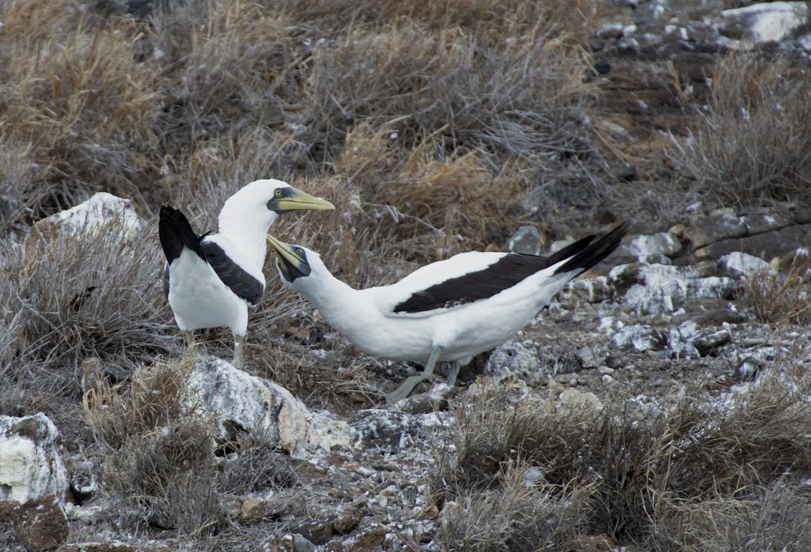 Masked Booby - ML269073211