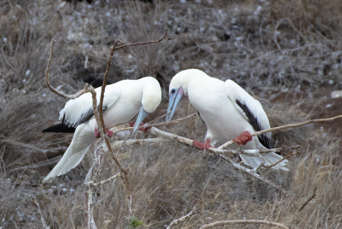 Red-footed Booby - ML269073641