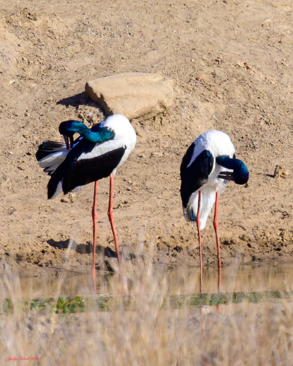 Black-necked Stork - ML269073701