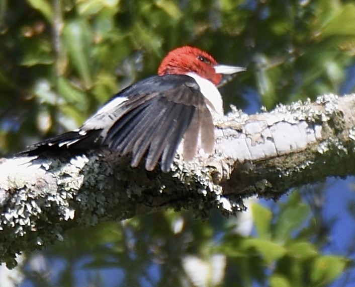 Red-headed Woodpecker - Cyndy Hardaker