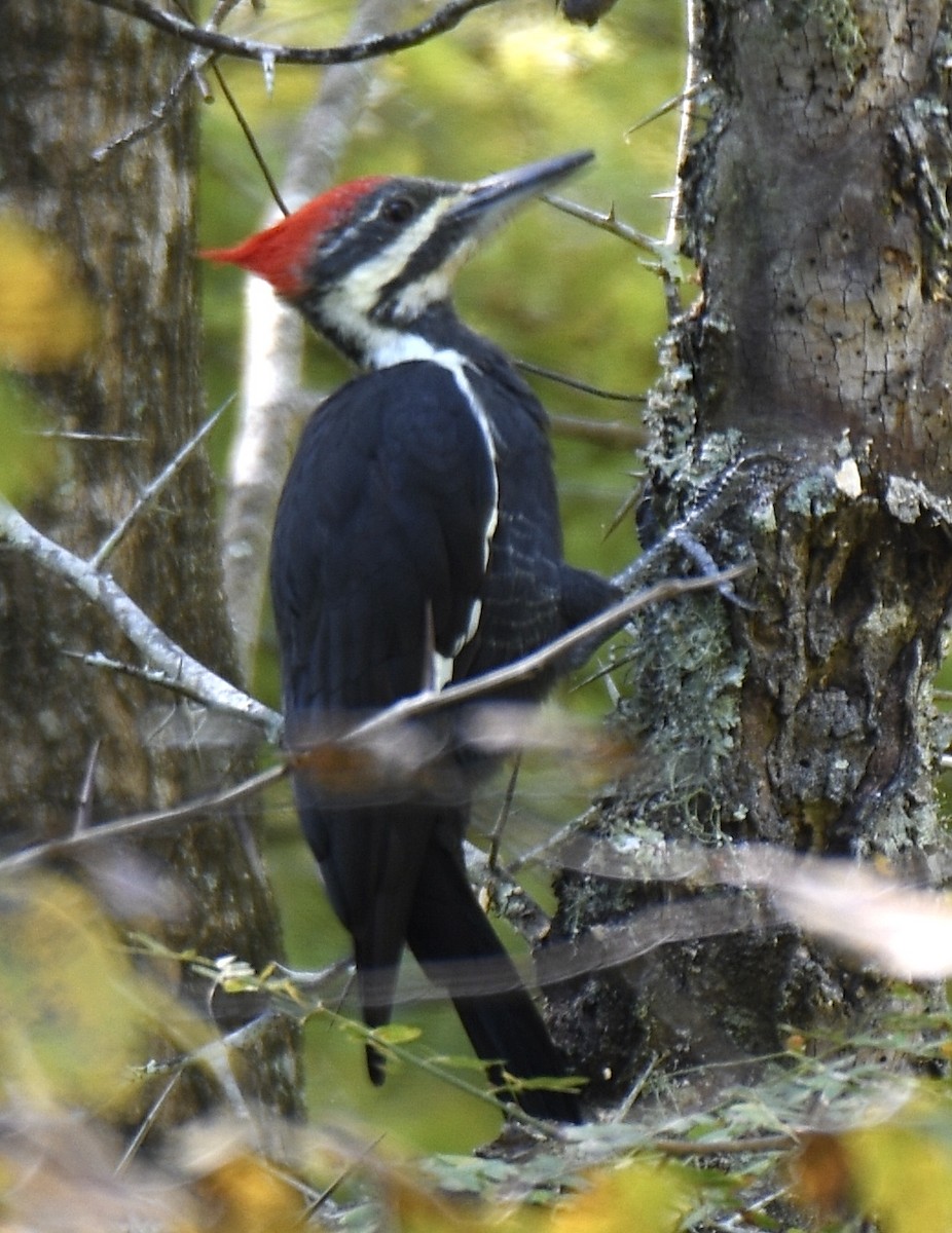 Pileated Woodpecker - Cyndy Hardaker