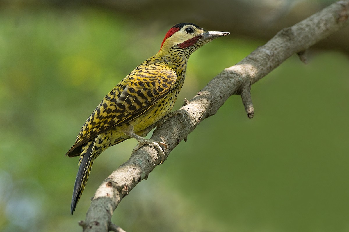 Green-barred Woodpecker - ML269085781