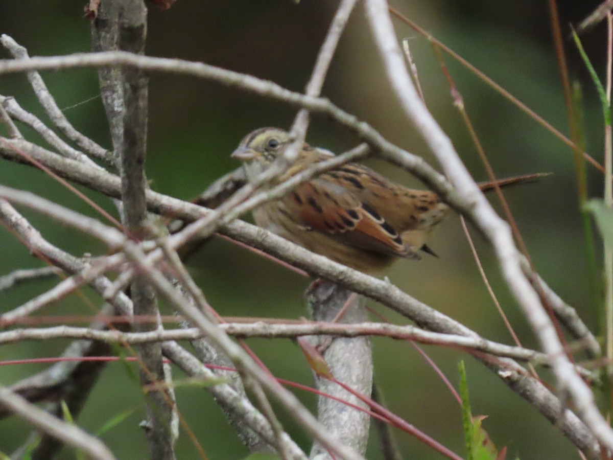 Swamp Sparrow - ML269086241
