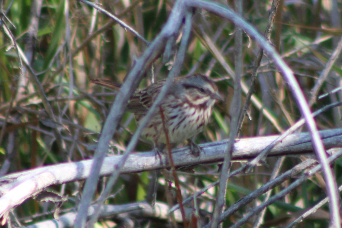 Song Sparrow (montana/merrilli) - ML269090971