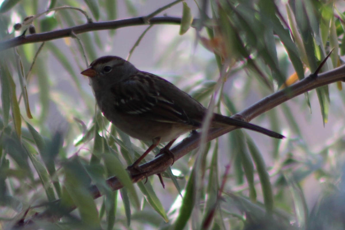 White-crowned Sparrow (Gambel's) - ML269091031