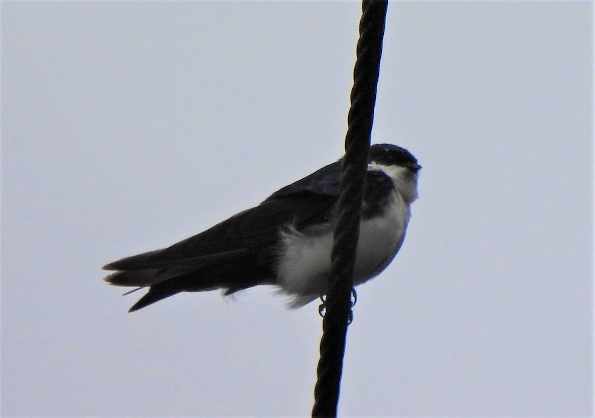 Blue-and-white Swallow - Teresita Varon