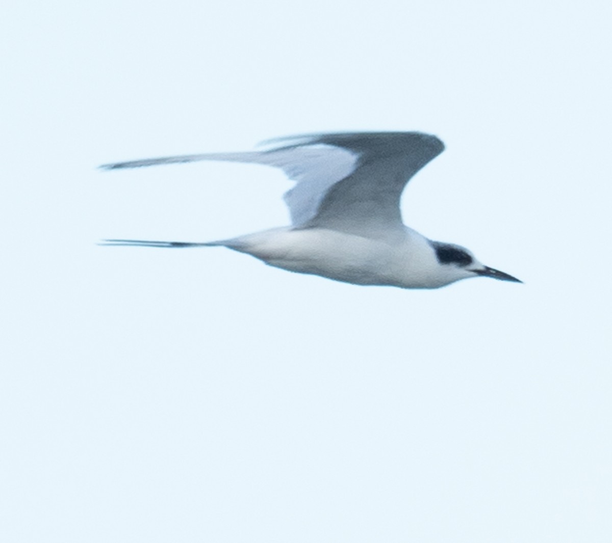 Common Tern - Lynn Chapman