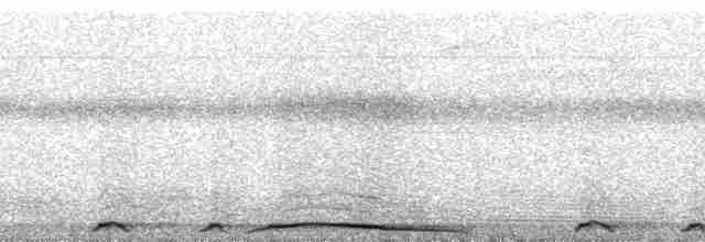 holub neotropický - ML269100