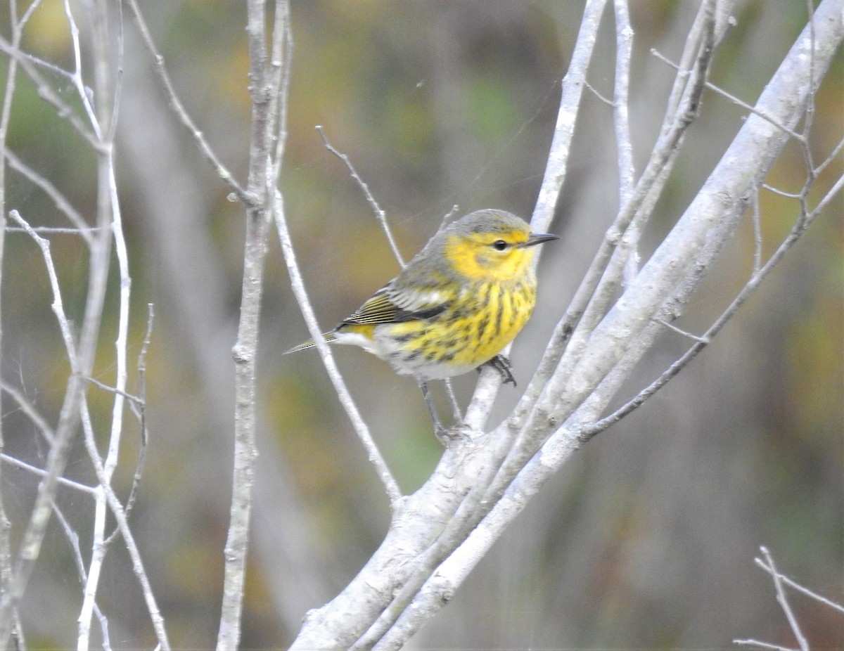 Cape May Warbler - Brian  S
