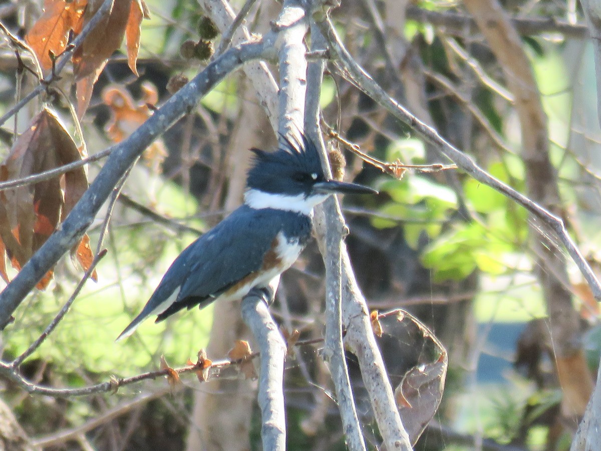 Belted Kingfisher - ML269102101