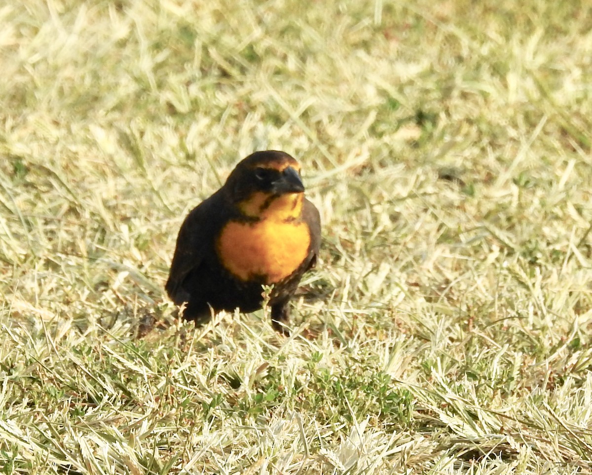 Yellow-headed Blackbird - ML269104401
