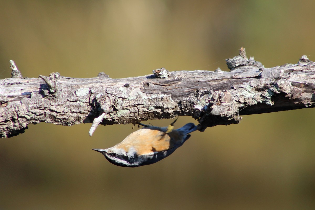 Red-breasted Nuthatch - ML269105571