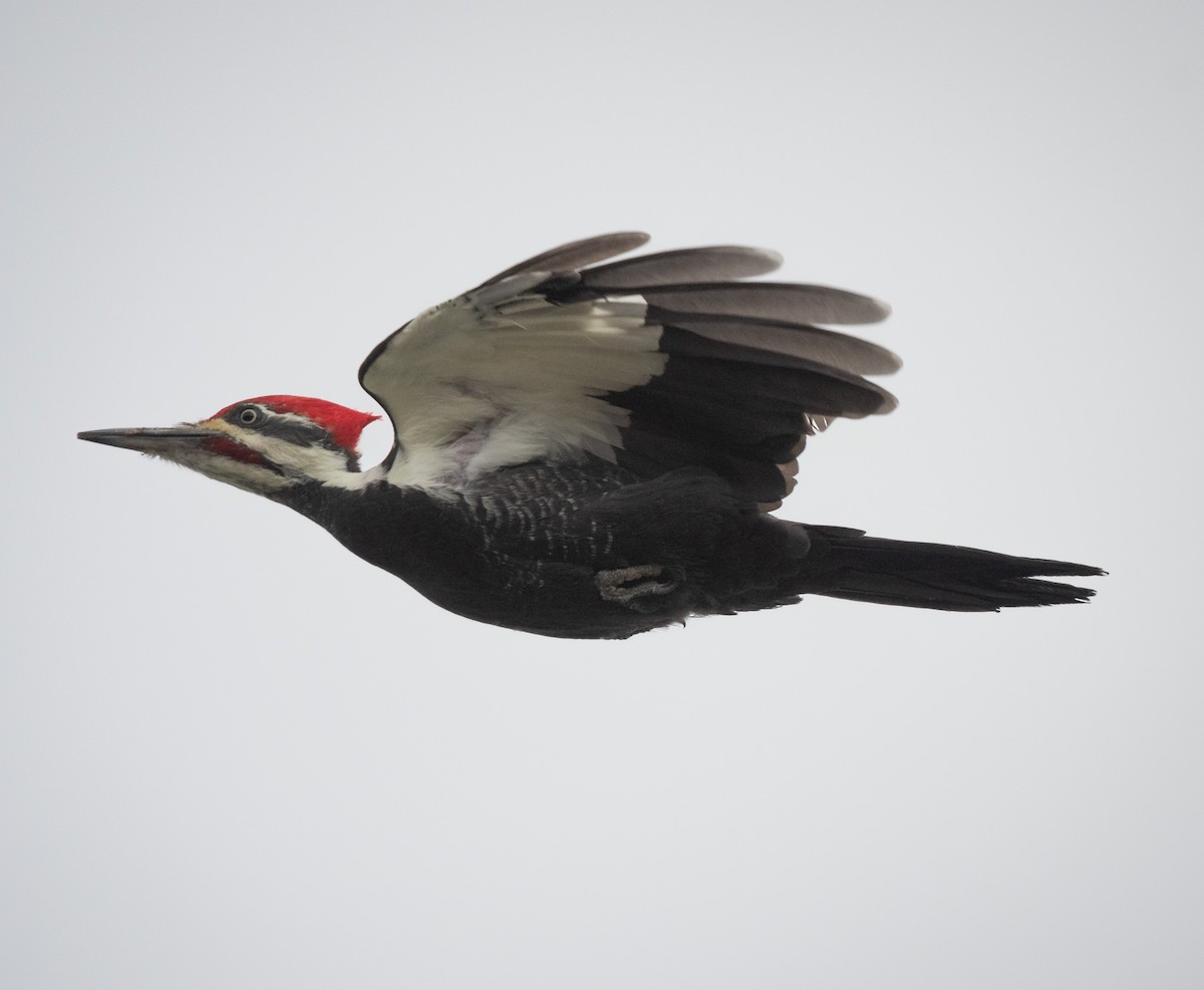 Pileated Woodpecker - Deb Ford