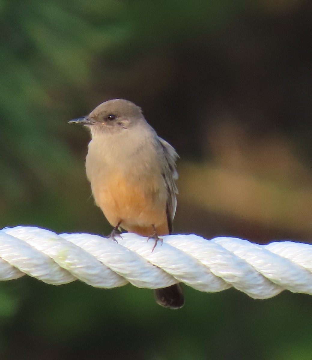 Say's Phoebe - Suzanne Roberts