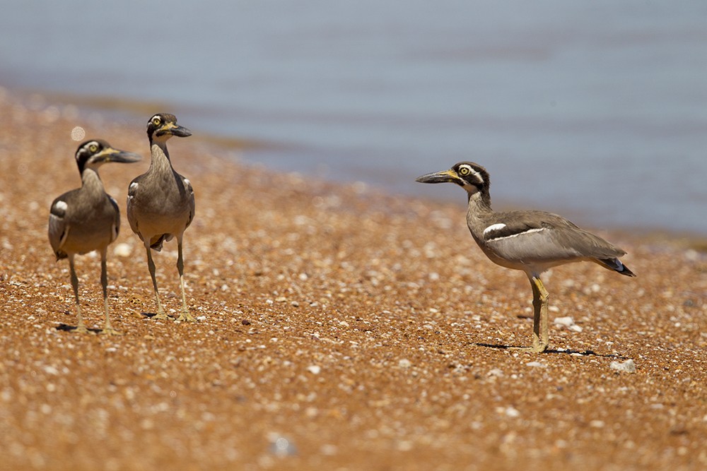 Beach Thick-knee - Laurie Ross | Tracks Birding & Photography Tours