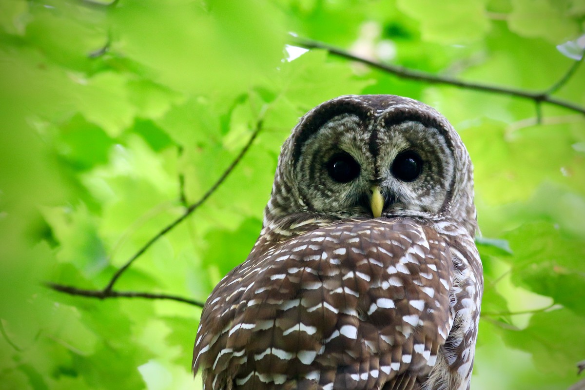 Barred Owl - George Forsyth