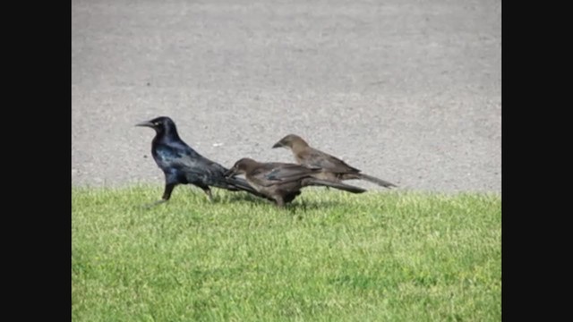 Common x Great-tailed Grackle (hybrid) - ML269117231