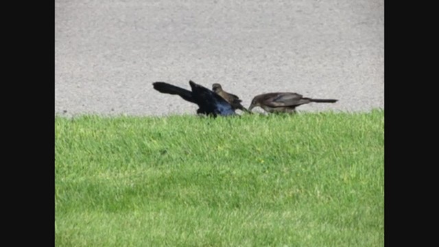 Common x Great-tailed Grackle (hybrid) - ML269117241