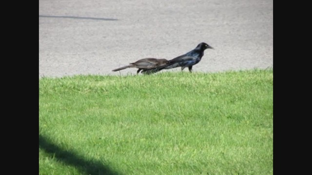Common x Great-tailed Grackle (hybrid) - ML269117251