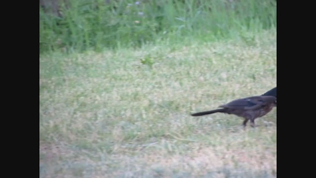 Common x Great-tailed Grackle (hybrid) - ML269117261