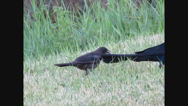 Common x Great-tailed Grackle (hybrid) - ML269117311