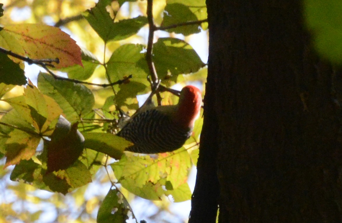 Red-bellied Woodpecker - ML269123351