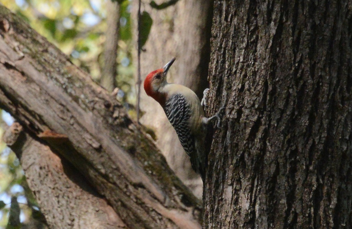 Red-bellied Woodpecker - ML269123361