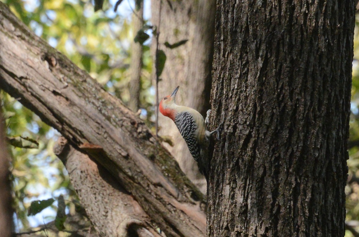 Red-bellied Woodpecker - ML269123381