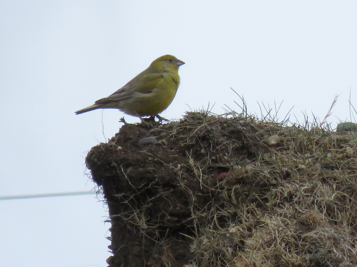 Patagonian Yellow-Finch - ML269124181