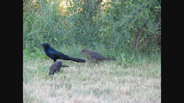 Common x Great-tailed Grackle (hybrid) - ML269127841