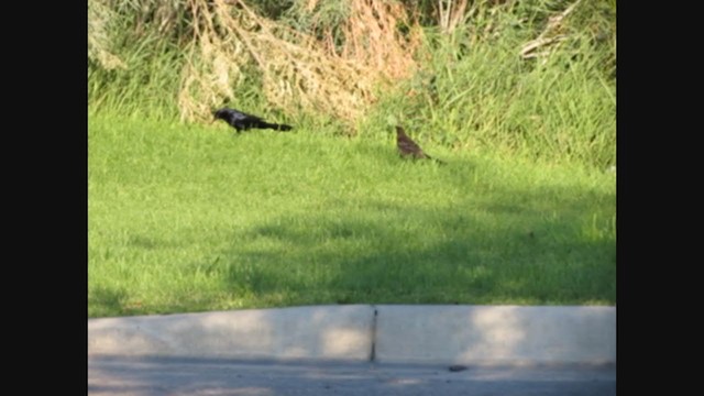 Common x Great-tailed Grackle (hybrid) - ML269127991