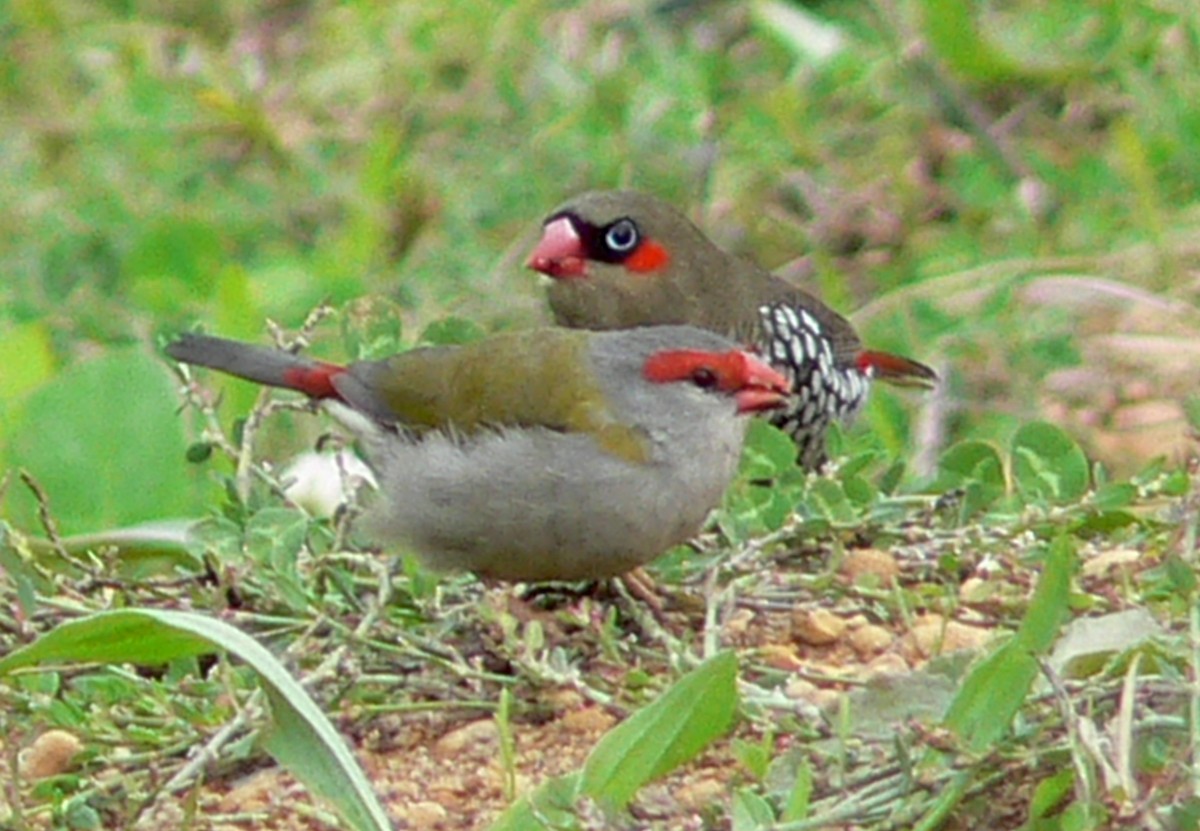 Red-browed Firetail - ML269130101