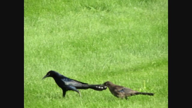 Common x Great-tailed Grackle (hybrid) - ML269131471