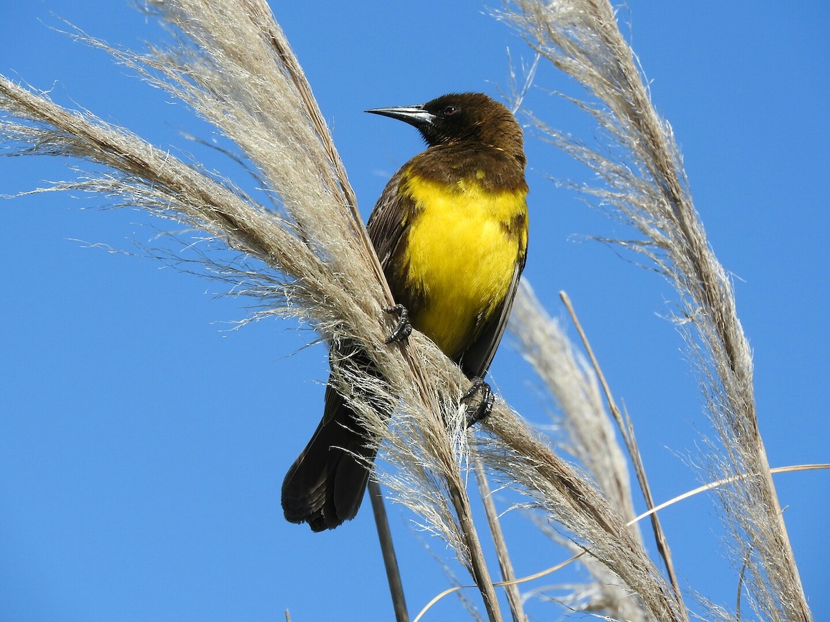 Brown-and-yellow Marshbird - Enrique Chiurla