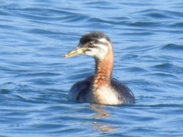 Red-necked Grebe - ML269135871