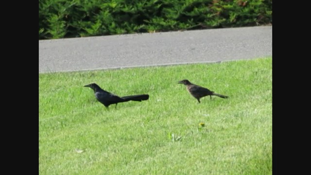 Common x Great-tailed Grackle (hybrid) - ML269137341