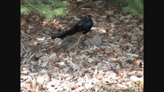 Common x Great-tailed Grackle (hybrid) - ML269137351