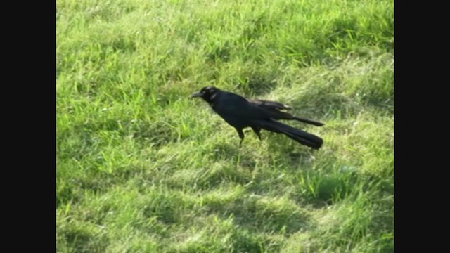 Common x Great-tailed Grackle (hybrid) - ML269137401